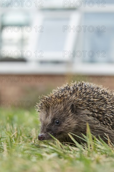 European hedgehog (Erinaceus europaeus) adult mammal on a garden grass lawn with a house in the