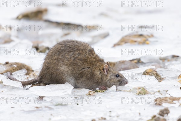 Brown rat (Rattus norvegicus) adult mammal searching for food on frozen ground in winter, England,
