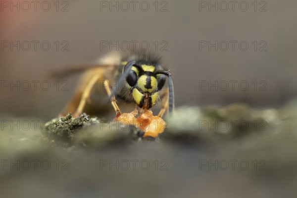 Common wasp (Vespula vulgaris) adult insect feeding on a piece of fruit in a garden in summer,