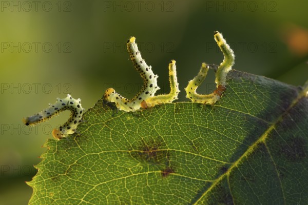 Large rose sawfly (Arge pagana) four adult insect larva garden pest feeding on a rose plant leaf in