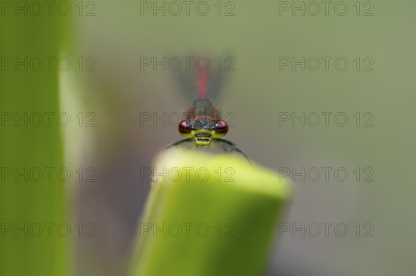 Large red damselfly (Pyrrhosoma nymphula) adult insect resting on a reed stem in summer, England,