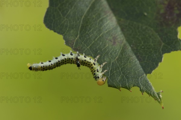 Large rose sawfly (Arge pagana) adult insect larva garden pest feeding on a rose plant leaf in