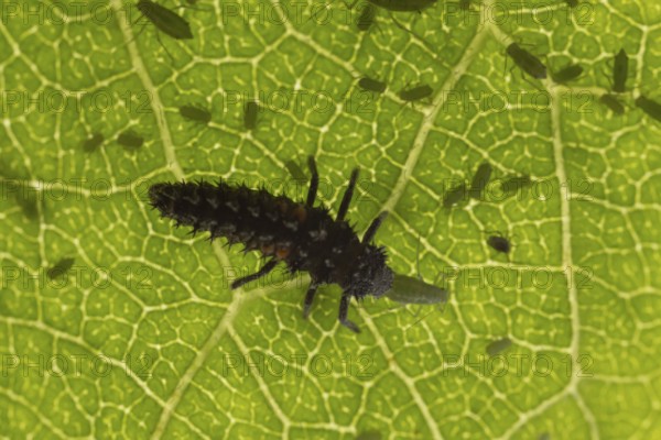 Harlequin ladybird or ladybug (Harmonia axyridis) adult insect larva eating a Plum aphid