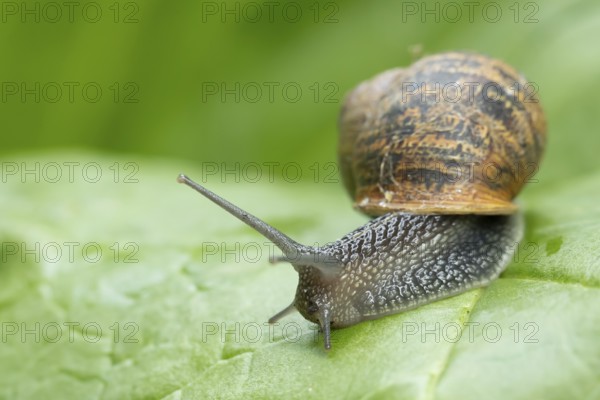 Garden snail (Cornu aspersum) adult molluscs gastropod on a garden vegetable plant leaf in summer,