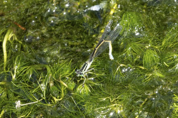 Blue tailed damselfly (Ischnura elegans) adult female insect laying eggs or ovipositing on pond