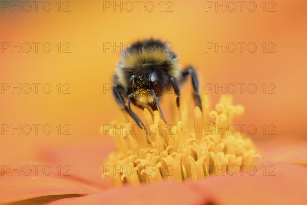Buff tailed bumblebee (Bombus terrestris) adult bee insect feeding on a garden Mexican sunflower