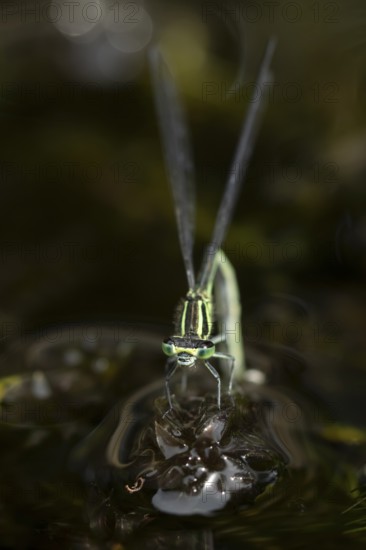 Blue tailed damselfly (Ischnura elegans) adult female insect laying eggs or ovipositing on pond
