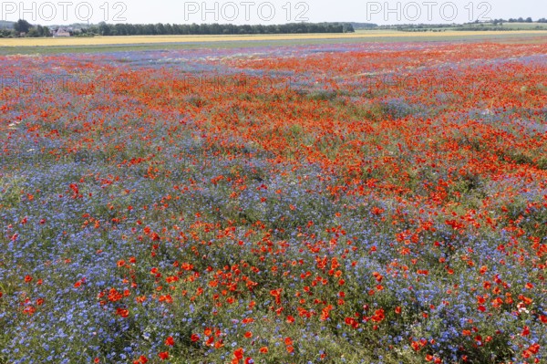Aerial view of a field where corn poppies (Papaver rhoeas) and cornflowers (Centaurea cyanus) are