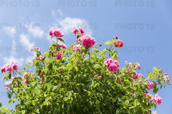 Pink roses bloom (pink) against a blue sky, Saxony, Germany