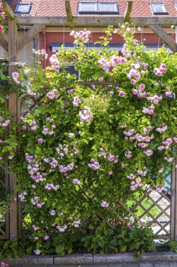 Trellis with roses in bloom, Pulsnitz, Saxony, Germany