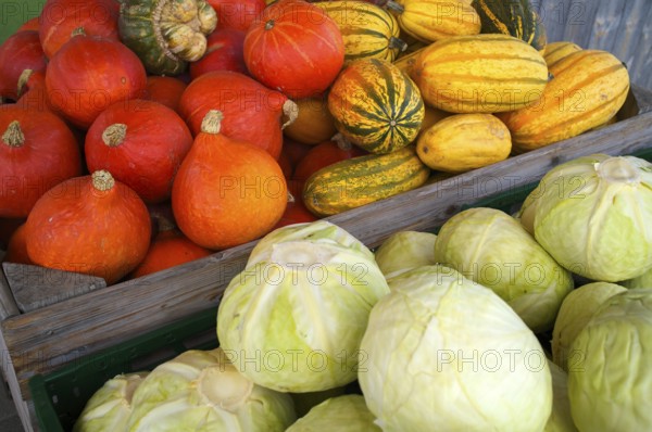 Various pumpkins, white cabbage, cabbage. Vegetable stand, market stand, market, Fellbach,