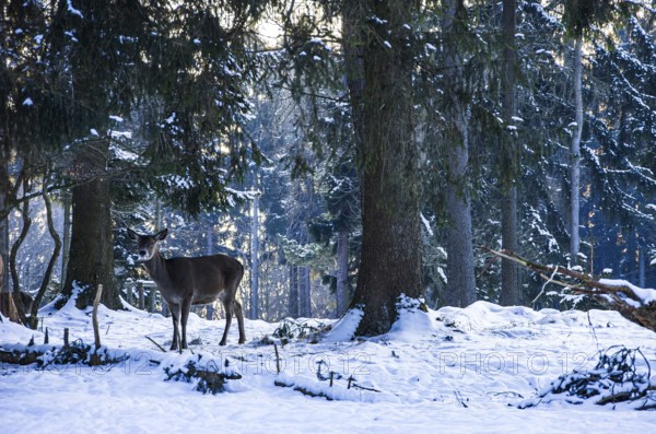 Doe, female red deer, Cervus elaphus, in snowy winter forest, Swabian Jura, Baden-Württemberg,
