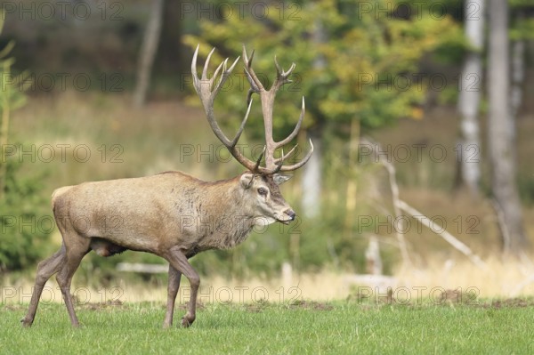 Red deer (Cervus elaphus) during the rutting season, capital stag in a forest clearing, wildlife,