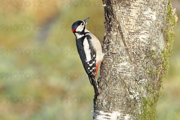 Great spotted woodpecker (Dendrocopus major), male, foraging on the trunk of a common birch (Betula