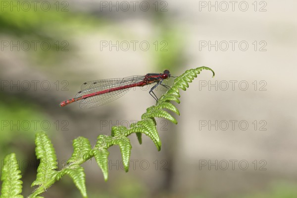 Large red damselfly (Pyrrhosoma nymphula), sitting on bracken, close-up, Wilnsdorf, North