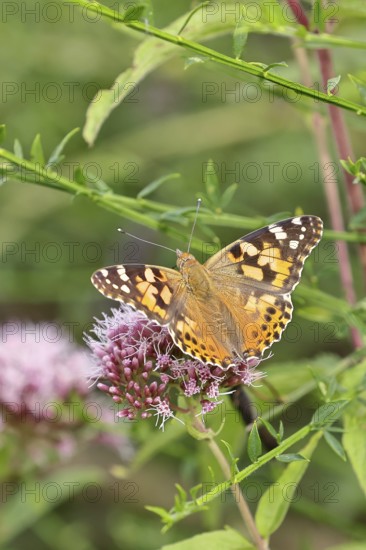 Thistle butterfly (Vanessa cardui) on a flower of Hemp agrimony (Asteraceae) on a forest path,