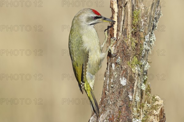 Grey-headed woodpecker (Picus canus), male sitting on a tree stump overgrown with moss and lichen,