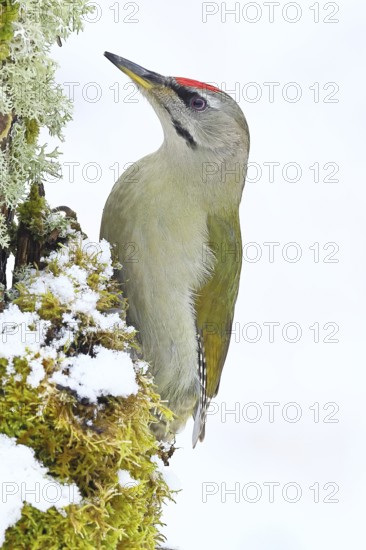 Grey-headed woodpecker (Picus canus), male sitting on a dead wood covered with moss and lichen in