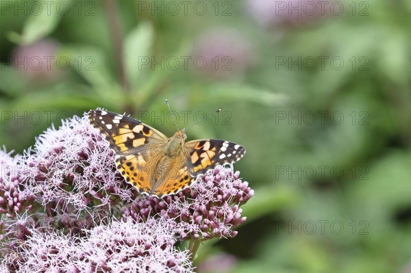 Thistle butterfly (Vanessa cardui) on a flower of Hemp agrimony (Asteraceae) on a forest path,