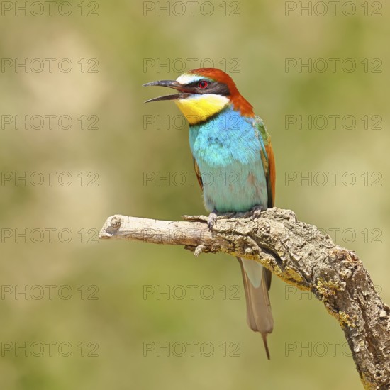 European bee-eater (Merops apiaster) sitting on a branch covered with green lichen, Lake Neusiedl,