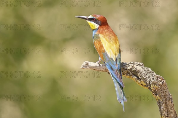 European bee-eater (Merops apiaster) sitting on a branch covered with green lichen, dorsal view,