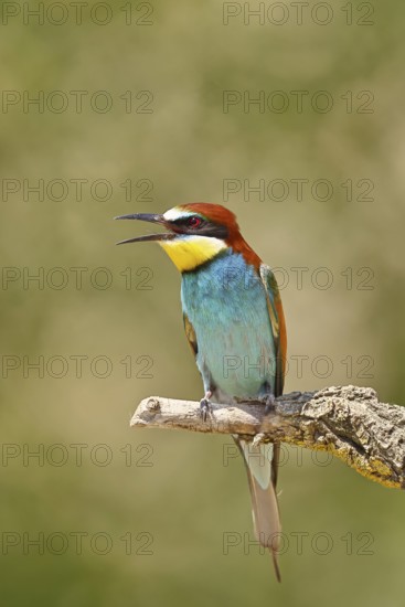European bee-eater (Merops apiaster) sitting on a branch covered with green lichen, Lake Neusiedl,