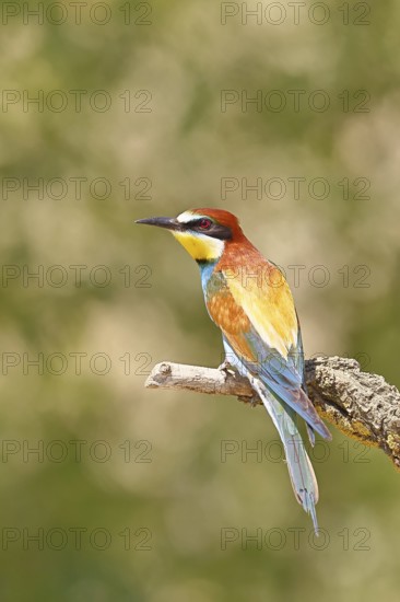 European bee-eater (Merops apiaster) sitting on a branch covered with green lichen, dorsal view,