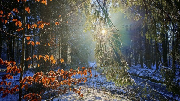 Sunlight falls on glowing beech leaves (fagus) in a snow-covered forest, Franconian Forest nature