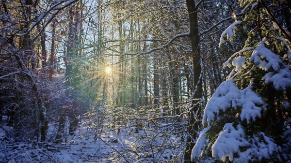 Sun rays penetrate the snowy trees in a peaceful winter forest, Franconian Forest nature park Park