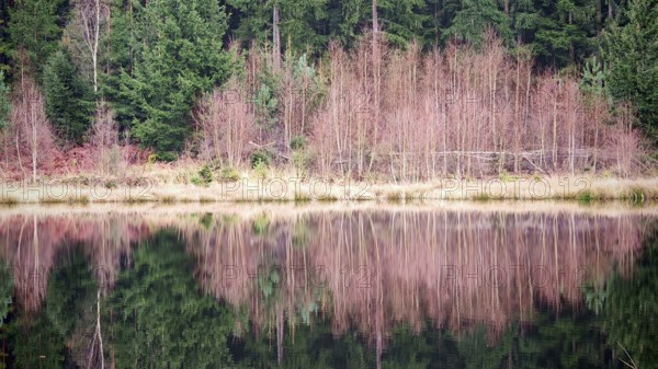 Barren trees and their reflection in the calm water of a lake in the forest, ecg, Frankenwald