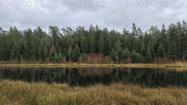 A tranquil forest lake with a reflection of the trees and clouds in the sky, surrounded by pine