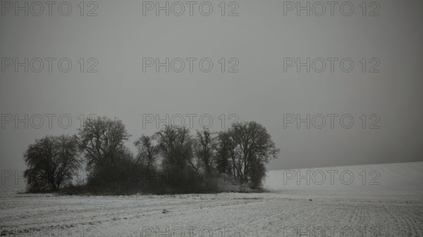 Snow-covered field with a small group of trees under grey sky, Rennsteig, Frankenwald nature park