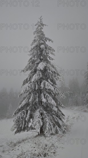 A single snow-covered Christmas tree in a foggy winter landscape, Rennsteig, Thuringian Forest