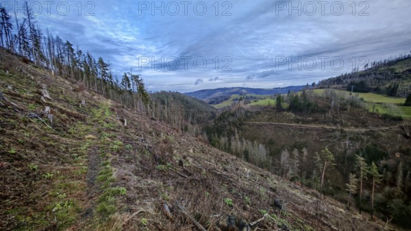Path through extensive landscape with felled, cleared spruces (picea) with harvesting machine and