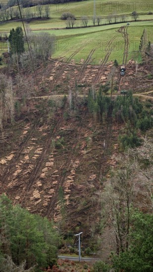 Extensive landscape with felled, cleared spruce trees (picea) with harvesting machine and open