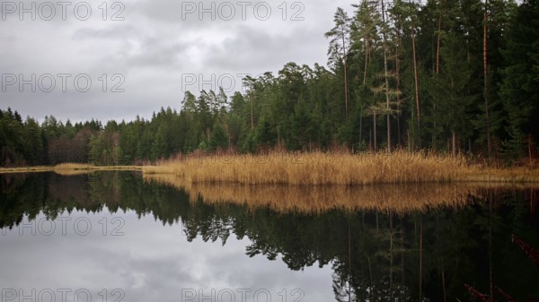 A quiet forest lake with reeds (phragmites australis) reflecting the trees and a cloudy sky,