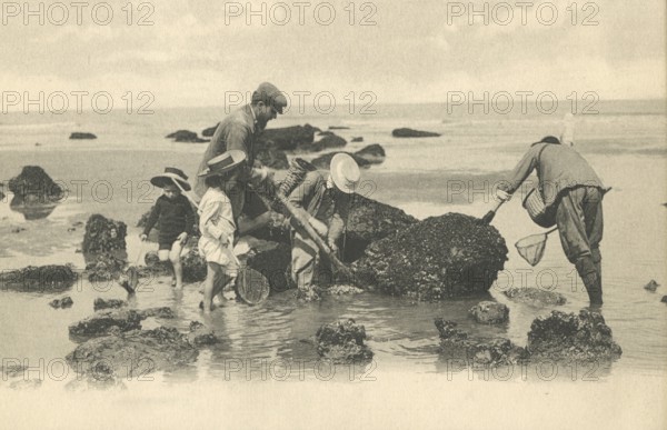 Family collecting mussels on the beach at low tide, delicacy, Atlantic, around 1910, Houlgate,
