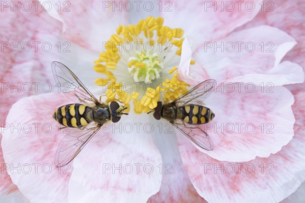 Common hoverfly (Eupeodes corollae) two adult insects feeding on a garden poppy flower in summer,