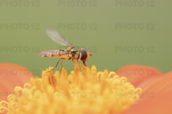 Common hoverfly (Eupeodes corollae) adult insect feeding on a garden Mexican sunflower (Tithonia