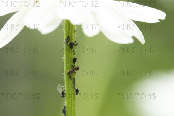 Black bean aphid or Greenfly (Aphis fabae) adult insects and an ant on an Oxeye daisy flower stem