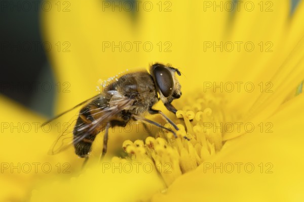 Bumblebee mimic hoverfly (Volucella bombylans) adult insect on a garden yellow flower in summer,