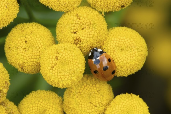 Seven-spot ladybird or Ladybug (Coccinella septempunctata) adult insect on a garden Tansy flower in