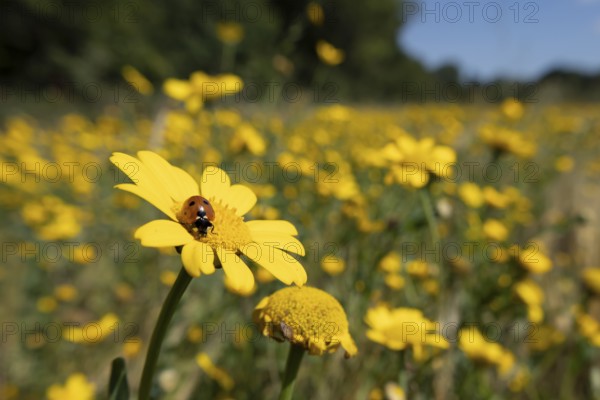 Seven-spot ladybird or Ladybug (Coccinella septempunctata) adult insect on a Corn marigold flower