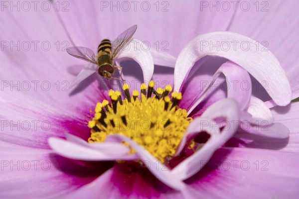 Common hoverfly (Eupeodes corollae) adult insect feeding on a garden Cosmos flower in summer,