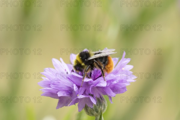 Early bumblebee (Bombus pratorum) adult bee insect feeding on a garden Cornflower flower in summer,
