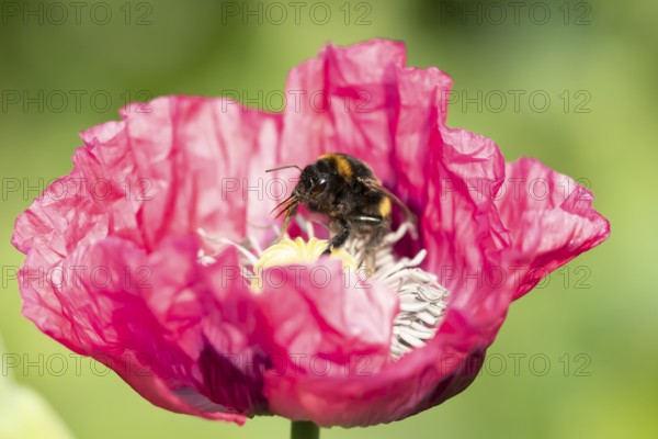 Buff tailed bumblebee (Bombus terrestris) adult bee insect feeding on a garden Opium poppy flower