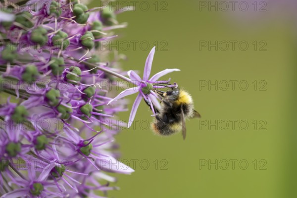 Early bumblebee (Bombus pratorum) adult bee insect feeding on a garden Allium flower in spring,
