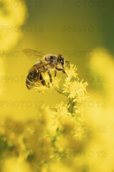 European honey bee (Apis mellifera) adult insect feeding on a garden yellow Golden rod flower in