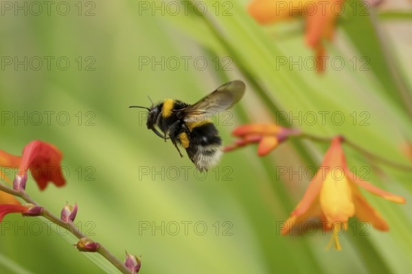 Buff tailed bumblebee (Bombus terrestris) adult bee insect flying in a garden in summer, England,