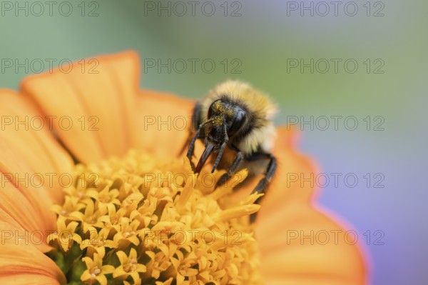 Common carder bumblebee (Bombus pascuorum) adult bee insect feeding on a garden Mexican sunflower